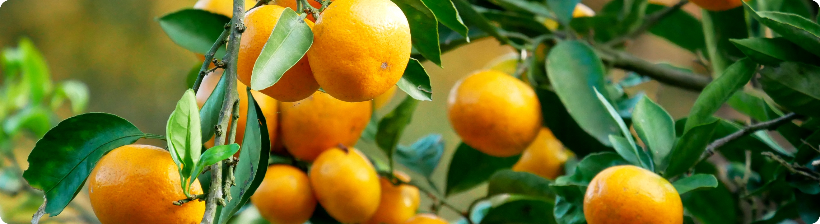 イメージ：愛媛ってどんなところ？ | 人材紹介・UIターン事業 | 事業内容 | グローバル エッジ キャリアーズ株式会社