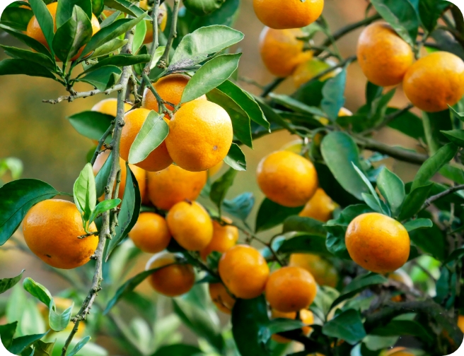 愛媛ってどんなところ？